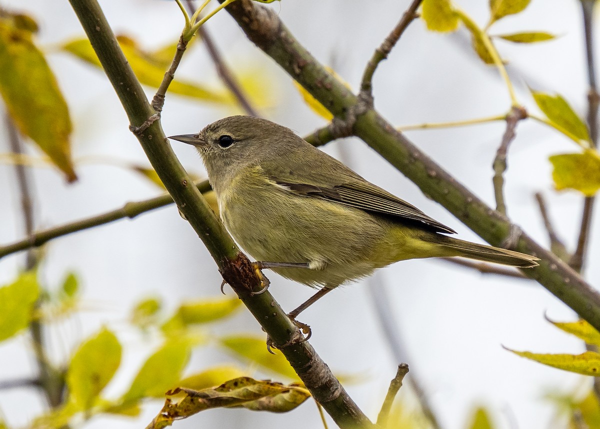 Orange-crowned Warbler - ML643621153