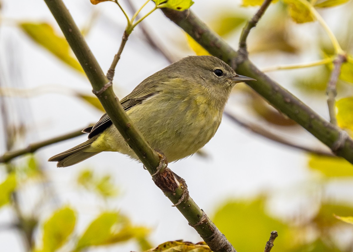 Orange-crowned Warbler - ML643621154
