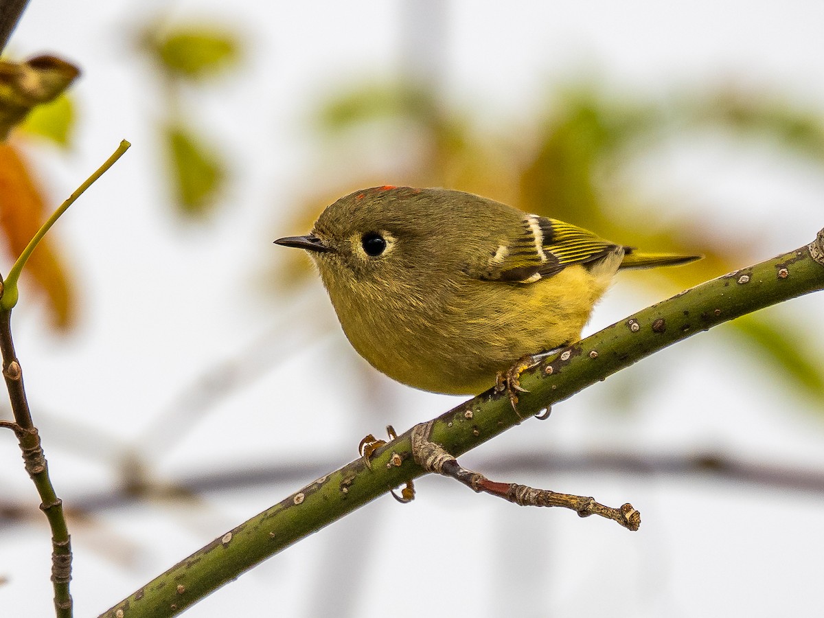 Ruby-crowned Kinglet - ML643621156