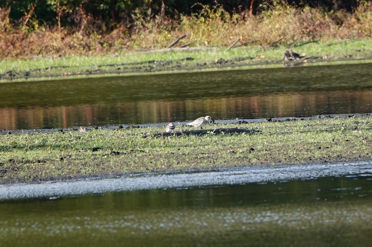 Black-bellied Plover - ML643621166