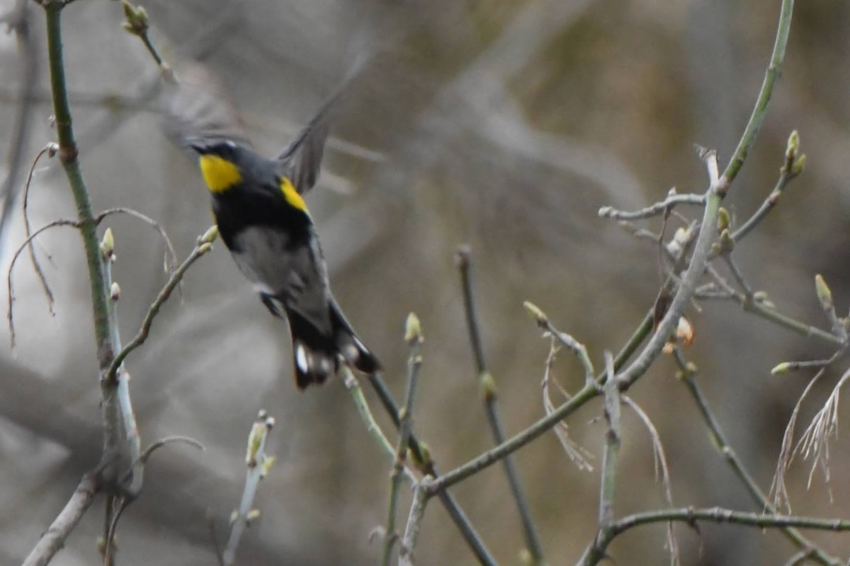 Yellow-rumped Warbler (Audubon's) - ML643621170