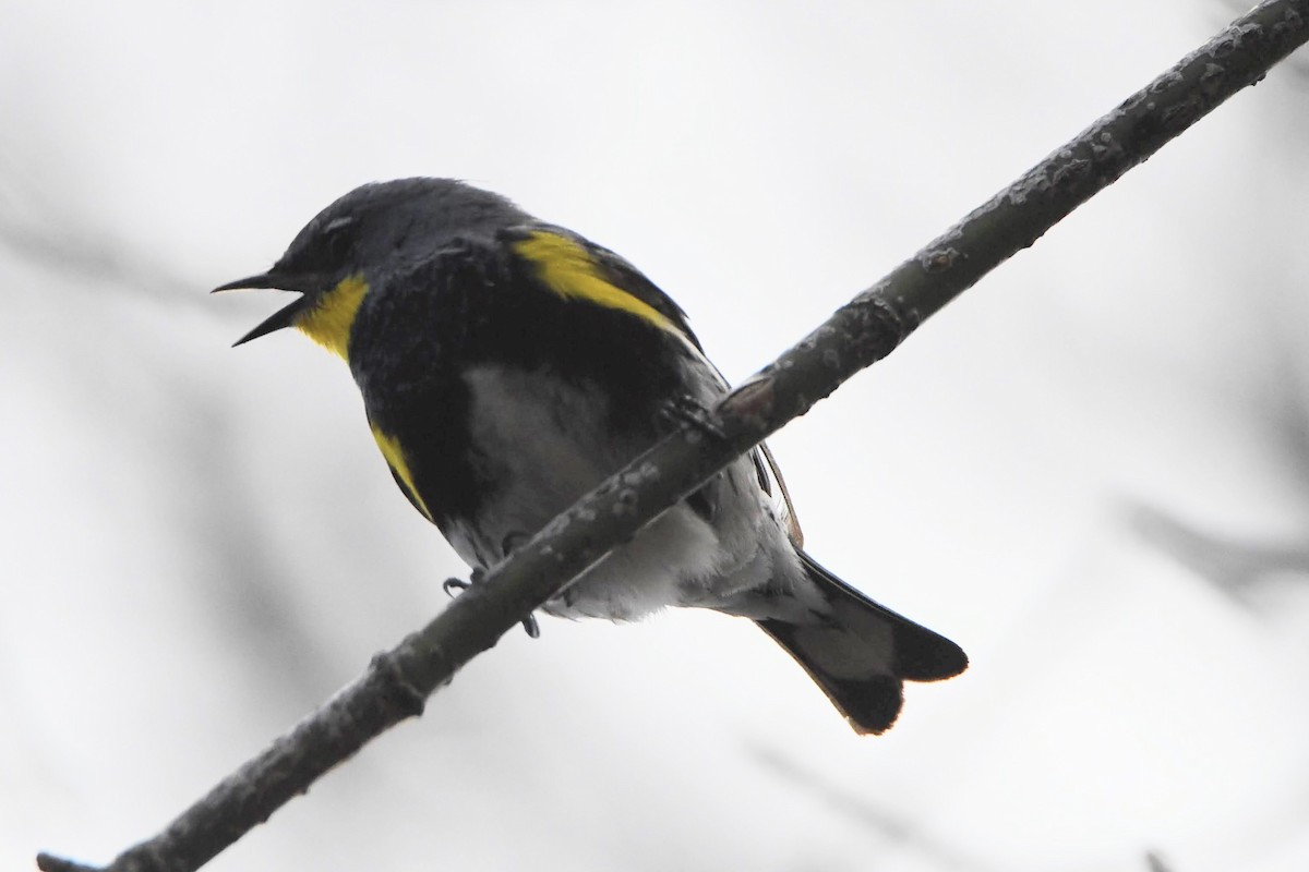 Yellow-rumped Warbler (Audubon's) - ML643621171
