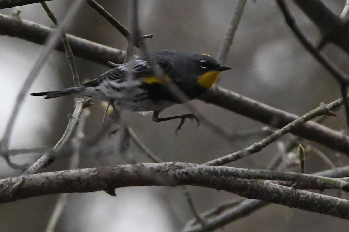 Yellow-rumped Warbler (Audubon's) - ML643621172