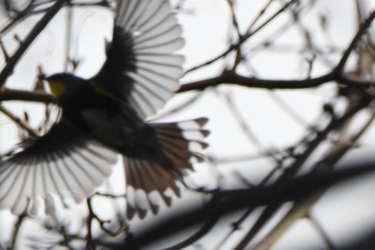 Yellow-rumped Warbler (Audubon's) - ML643621173