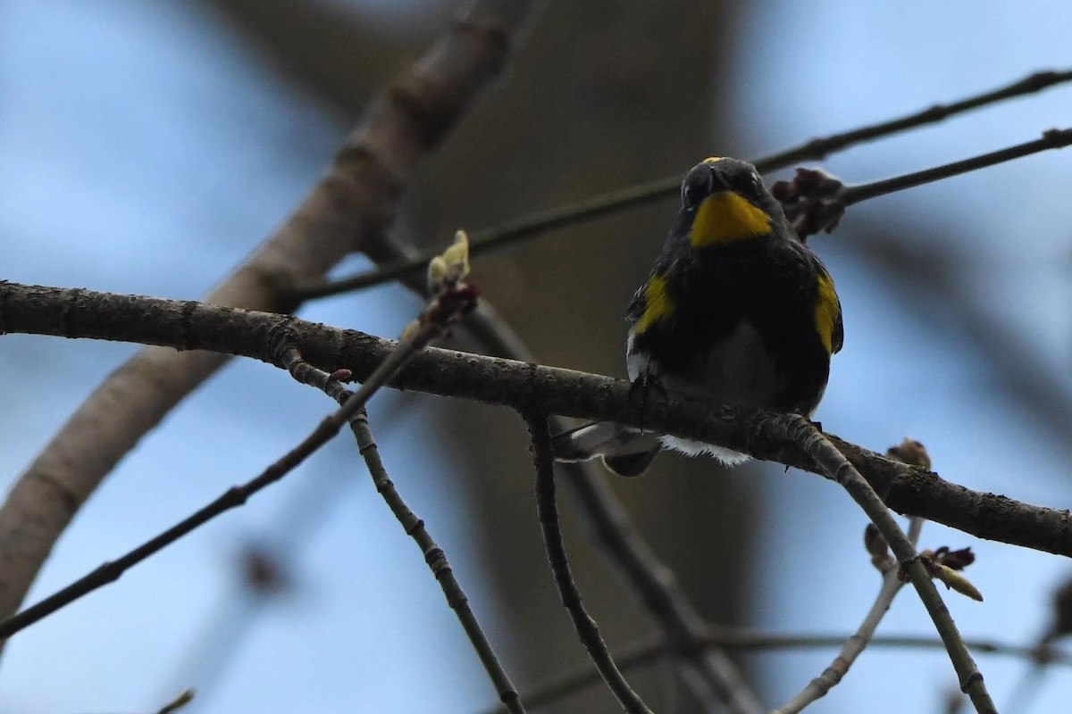 Yellow-rumped Warbler (Audubon's) - ML643621175