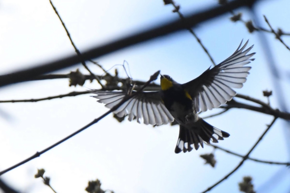 Yellow-rumped Warbler (Audubon's) - ML643621176