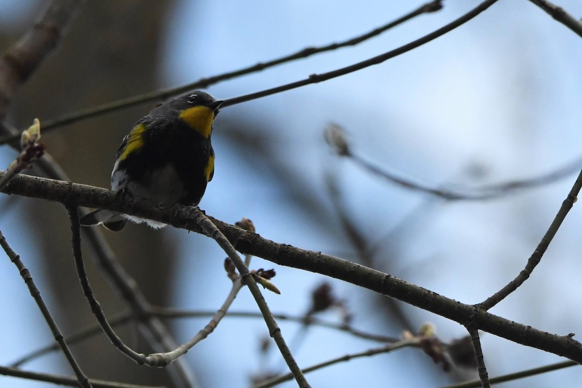 Yellow-rumped Warbler (Audubon's) - ML643621178