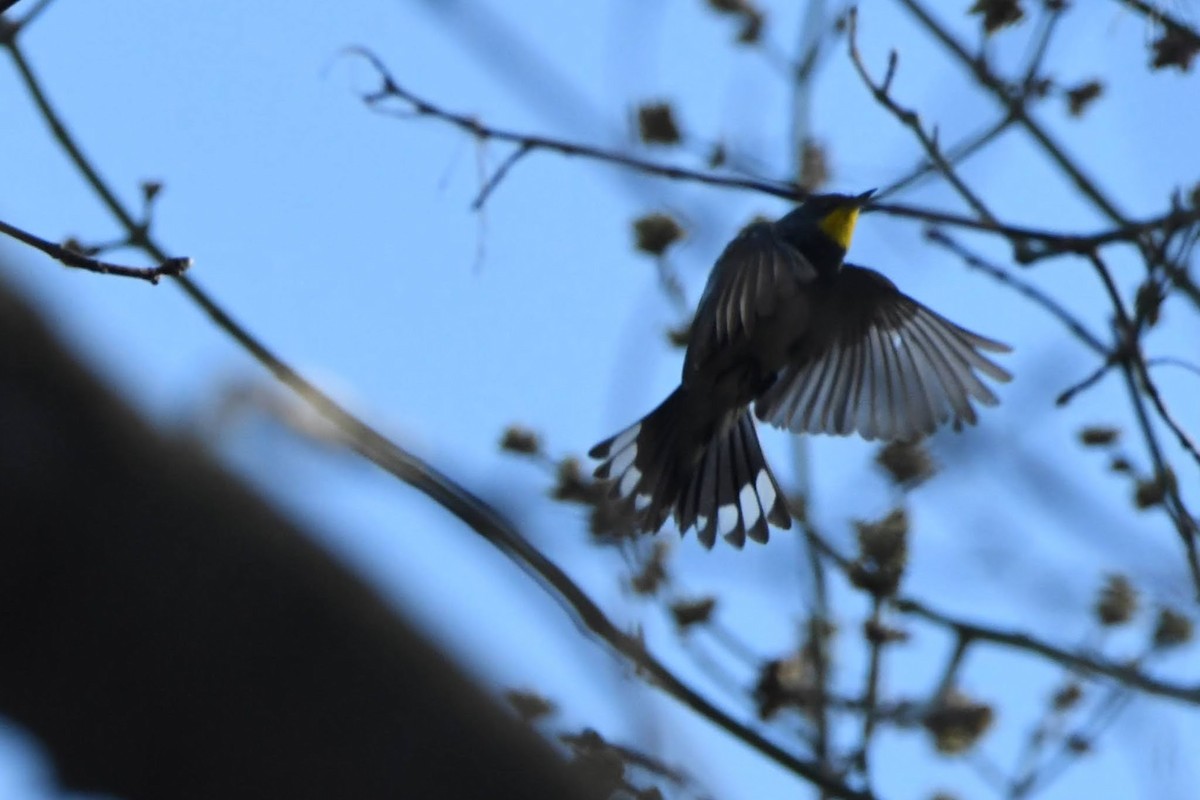 Yellow-rumped Warbler (Audubon's) - ML643621179