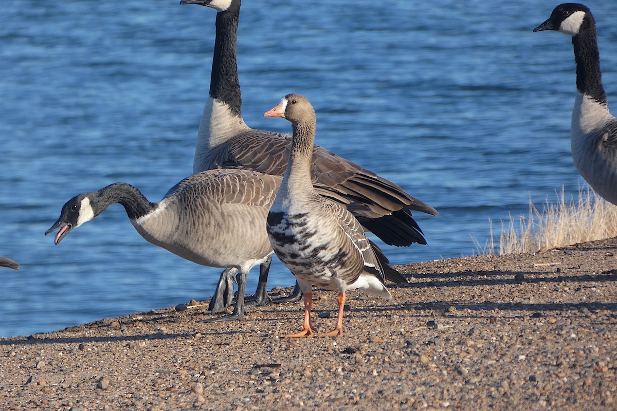 Greater White-fronted Goose - ML643621181