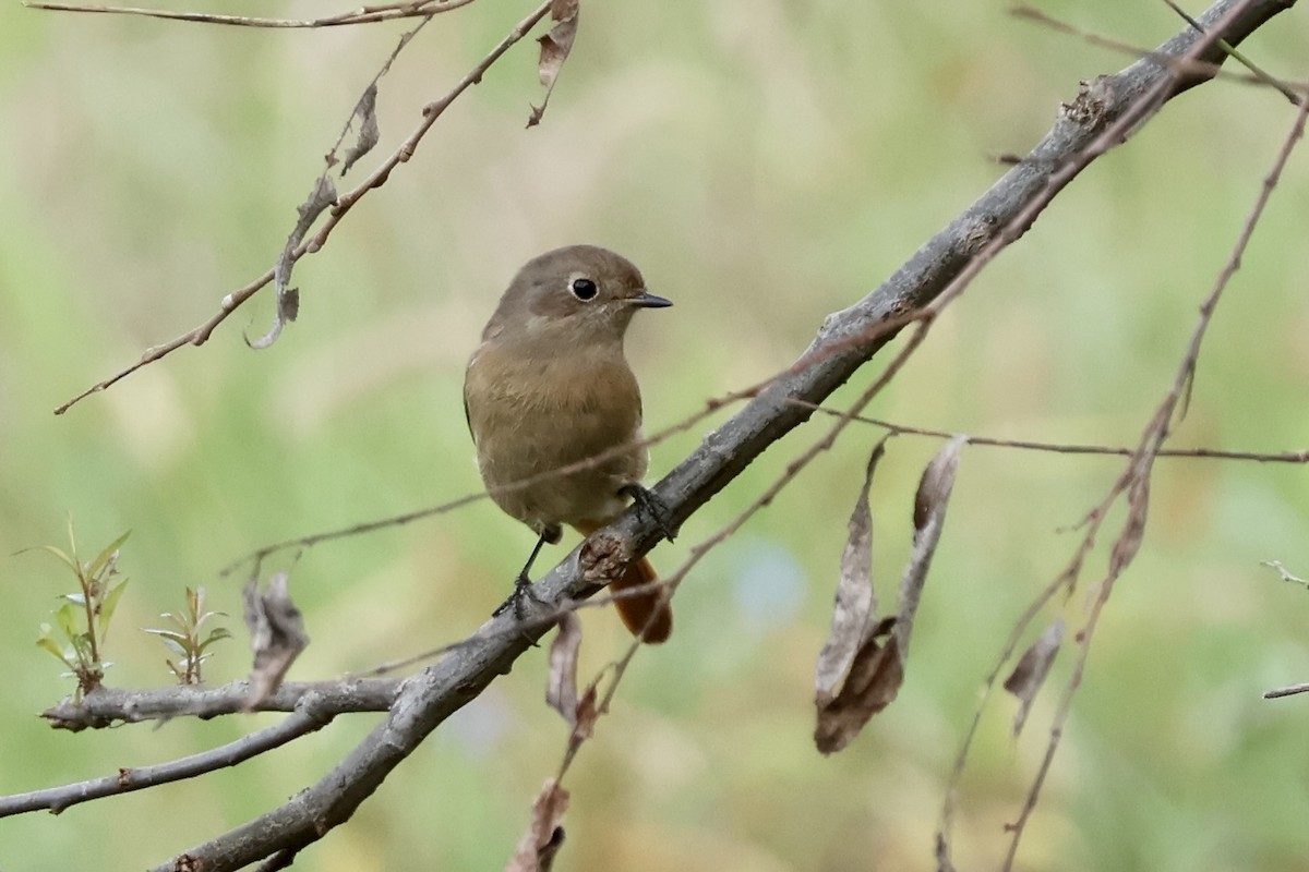חכלילית סיבירית - ML643621192