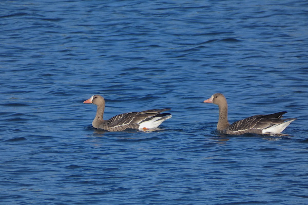 Greater White-fronted Goose - ML643621195