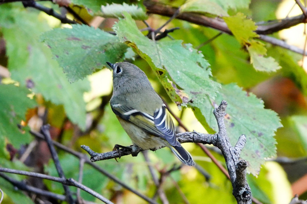 Ruby-crowned Kinglet - ML643621218