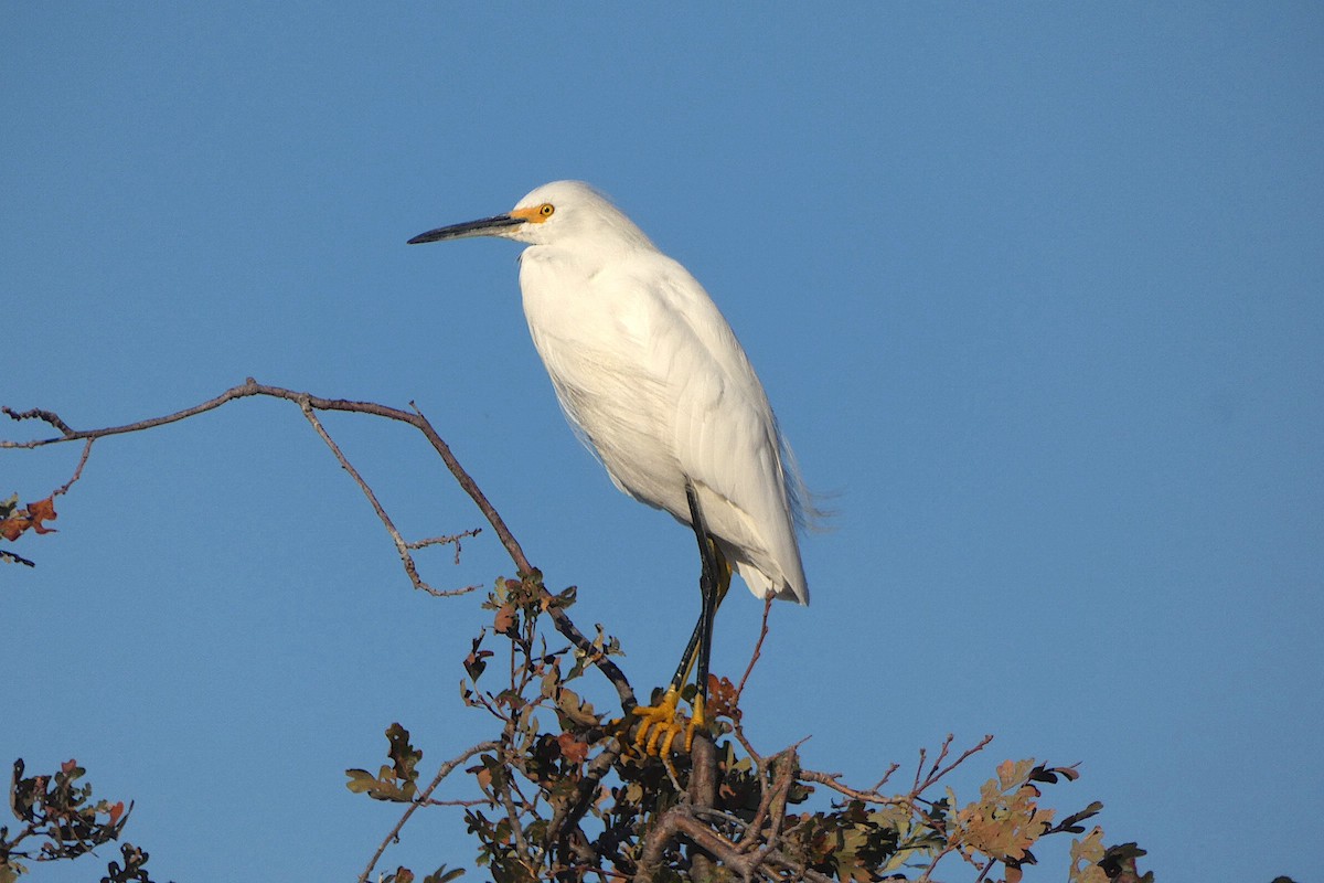 Snowy Egret - ML643621219