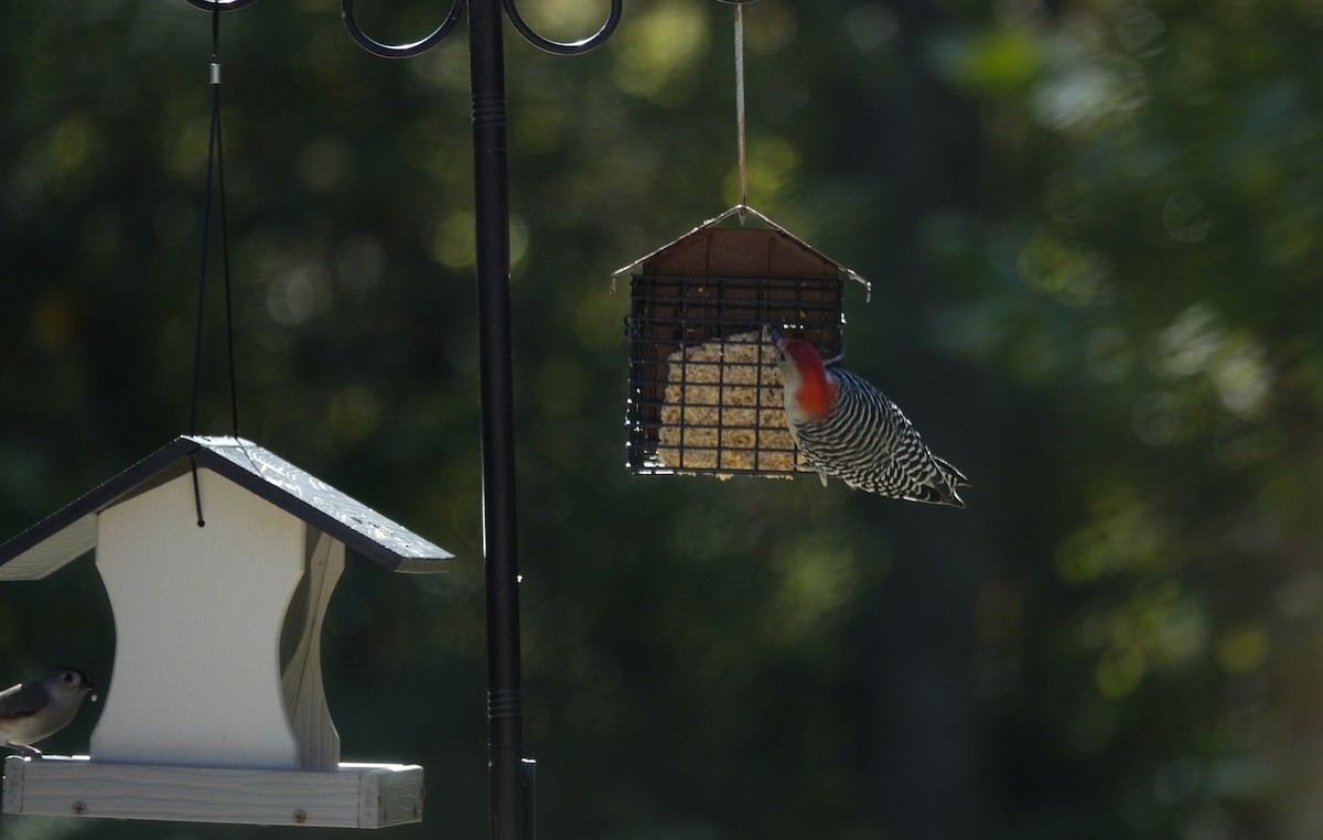 Red-bellied Woodpecker - ML643621225