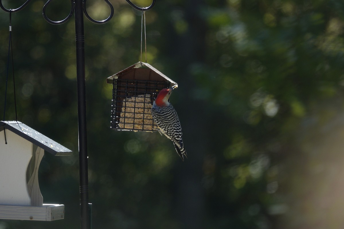 Red-bellied Woodpecker - ML643621226
