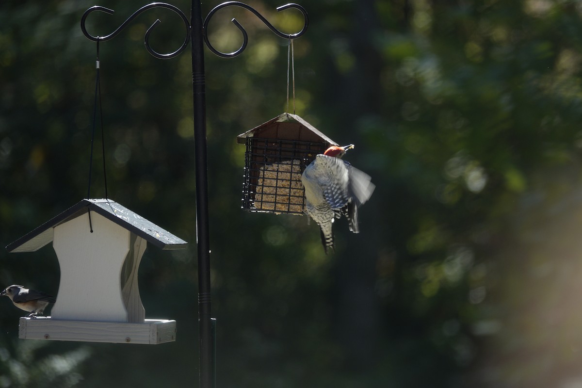 Red-bellied Woodpecker - ML643621227