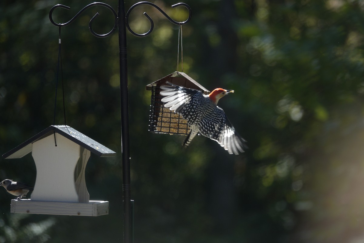 Red-bellied Woodpecker - ML643621228