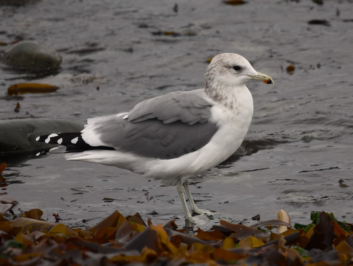 California Gull - ML643621246