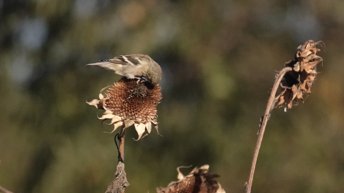 American Goldfinch - ML643621274