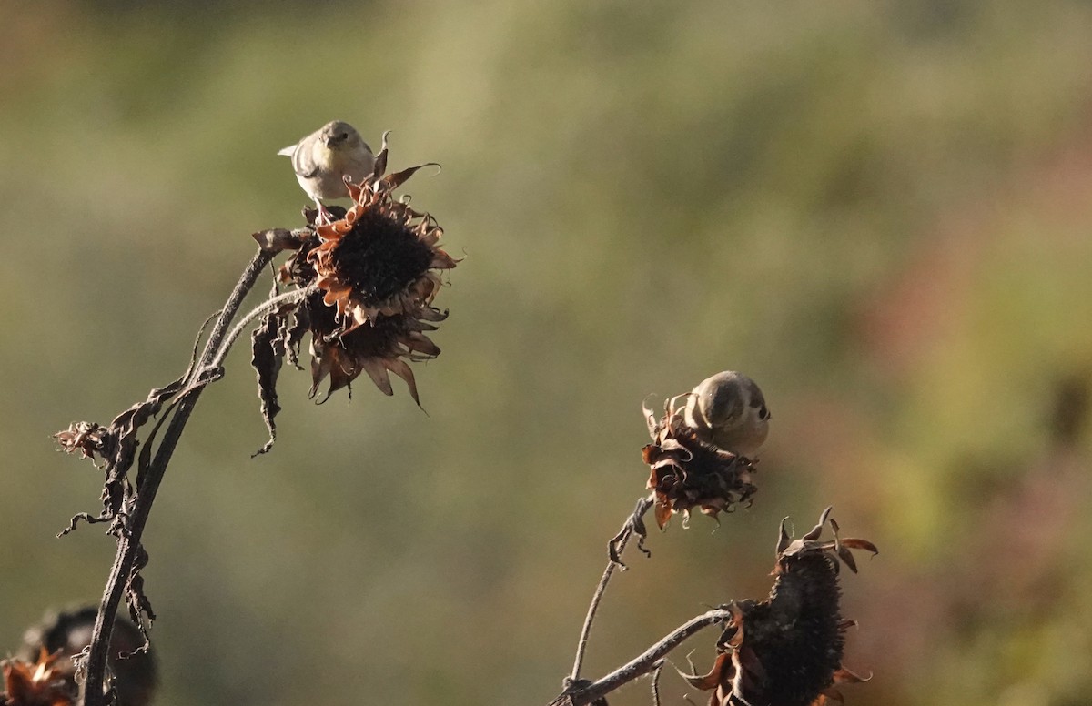 American Goldfinch - ML643621275
