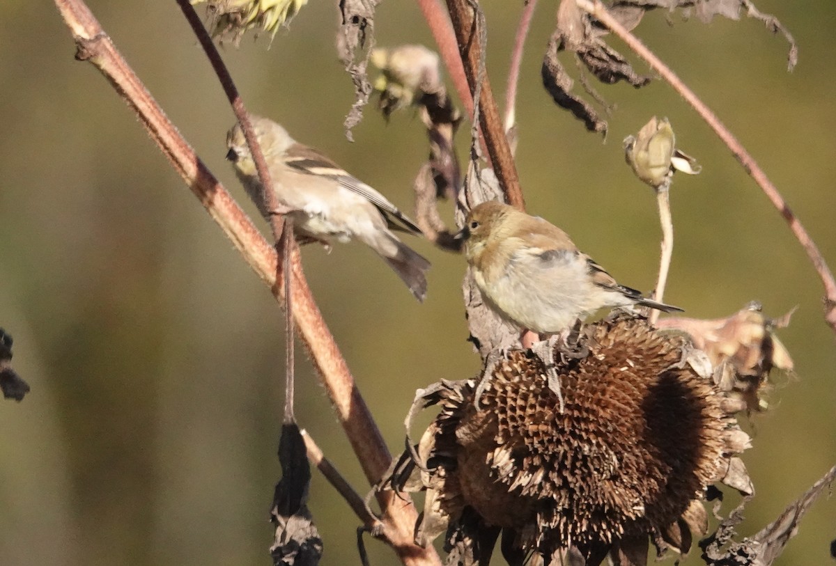 American Goldfinch - ML643621276