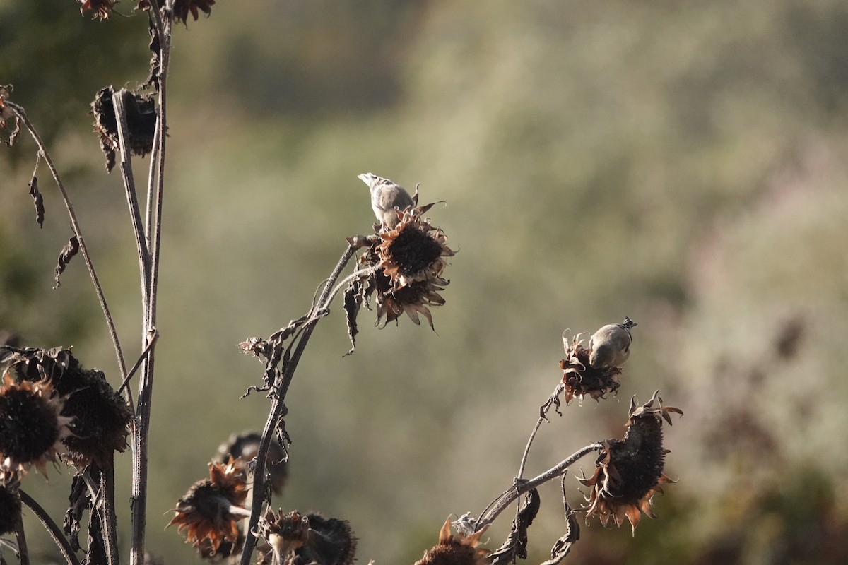 American Goldfinch - ML643621277