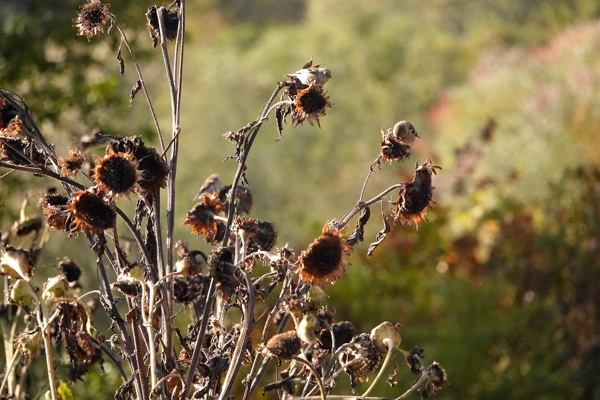 American Goldfinch - ML643621278