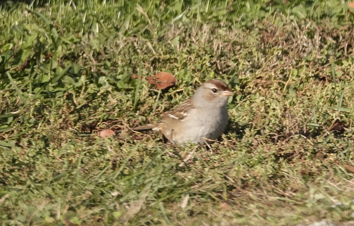 White-crowned Sparrow - ML643621298