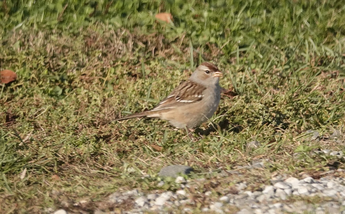 White-crowned Sparrow - ML643621299