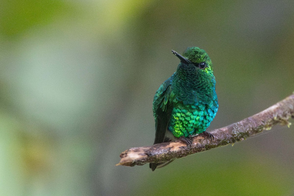 Western Emerald - ML643621300