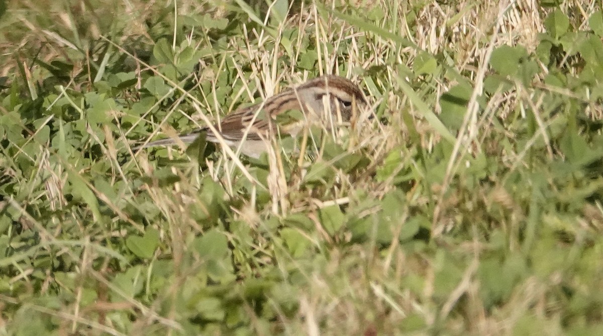 Chipping Sparrow - ML643621333