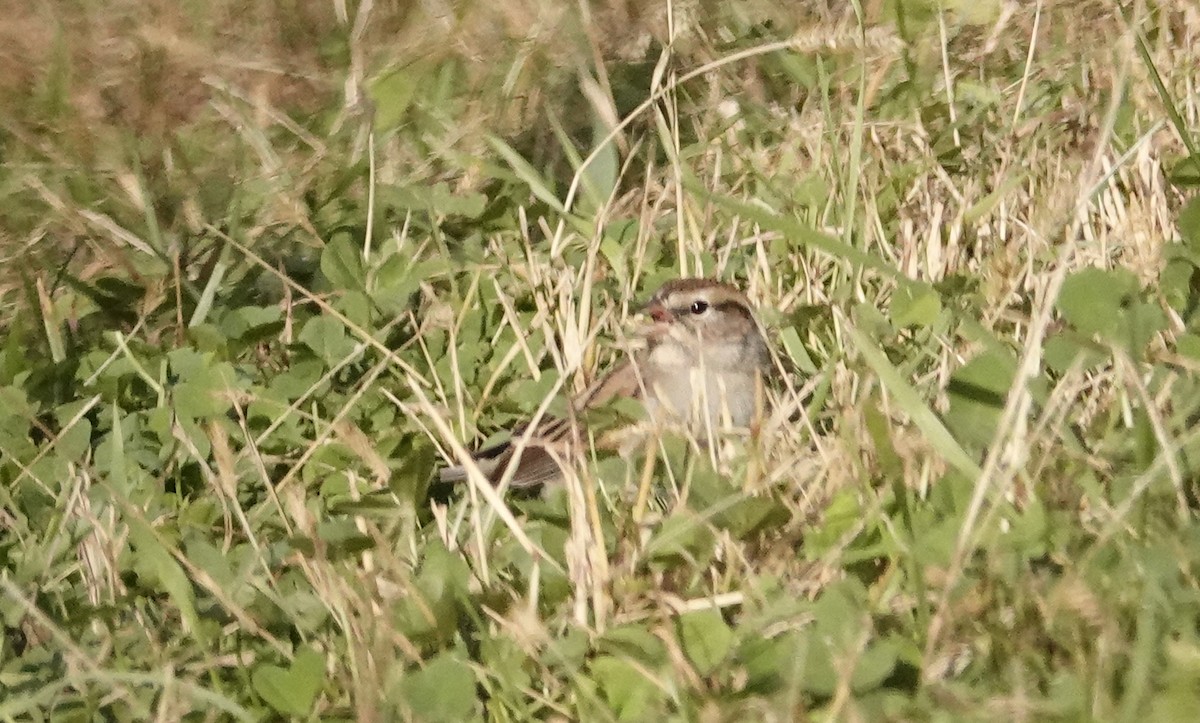 Chipping Sparrow - ML643621334