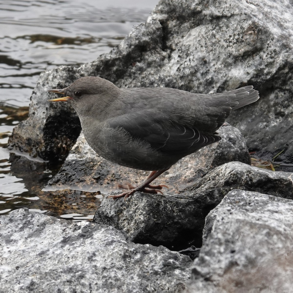 American Dipper - ML643621351