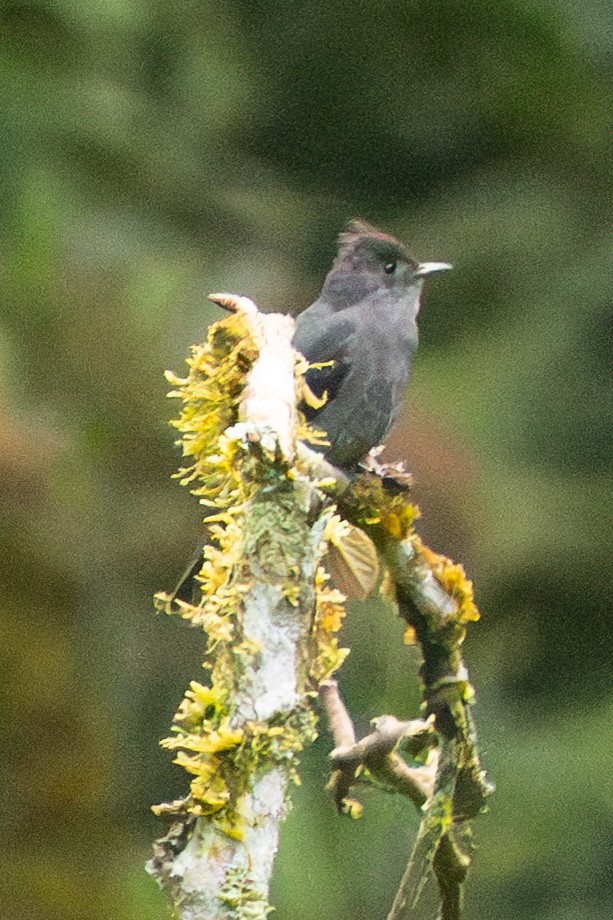 Schieferschnäppertyrann - ML643621356