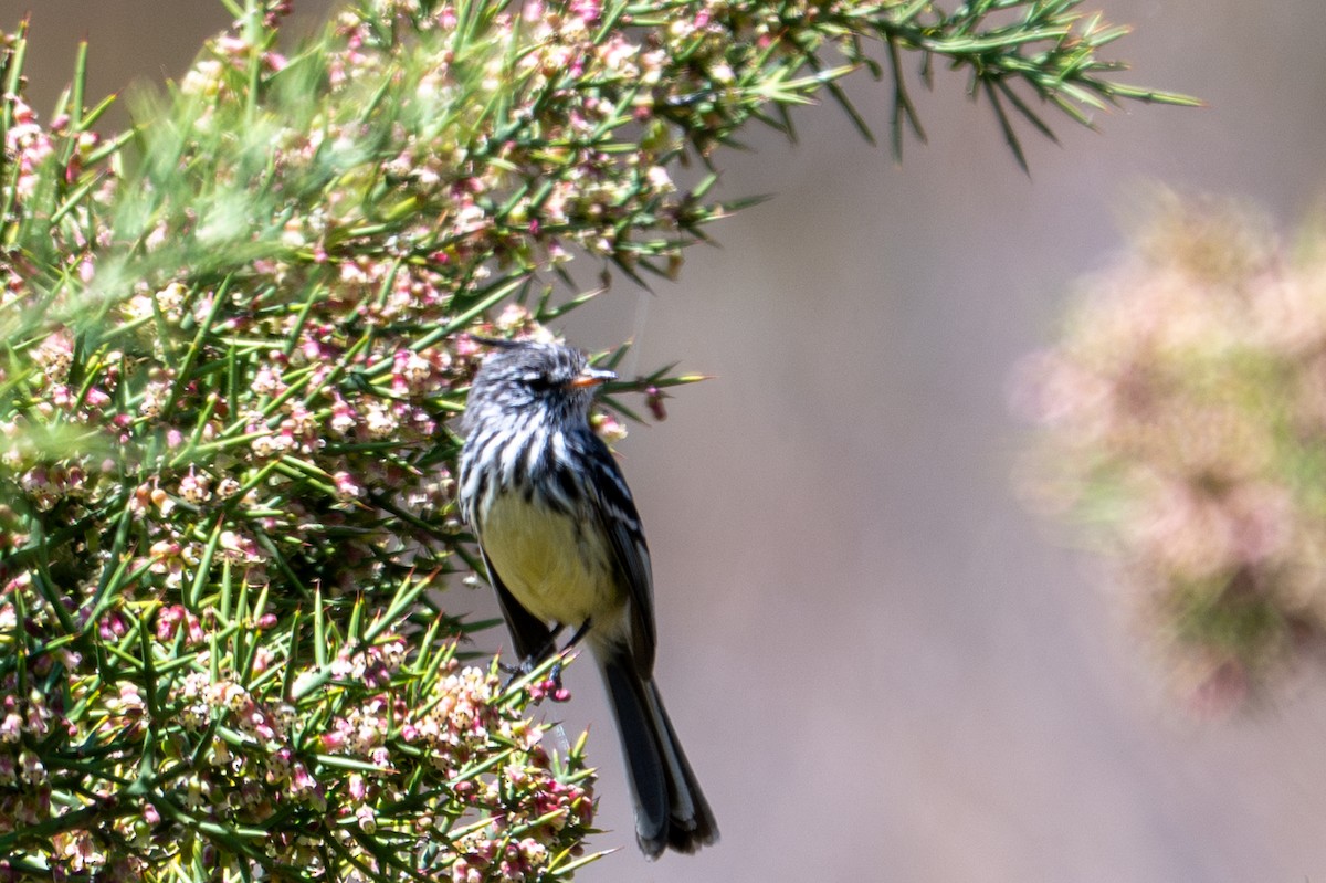 Yellow-billed Tit-Tyrant - ML643621358