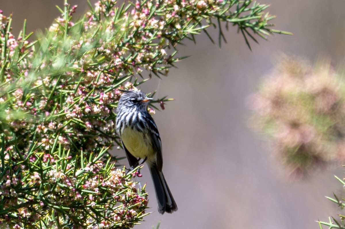 Yellow-billed Tit-Tyrant - ML643621360