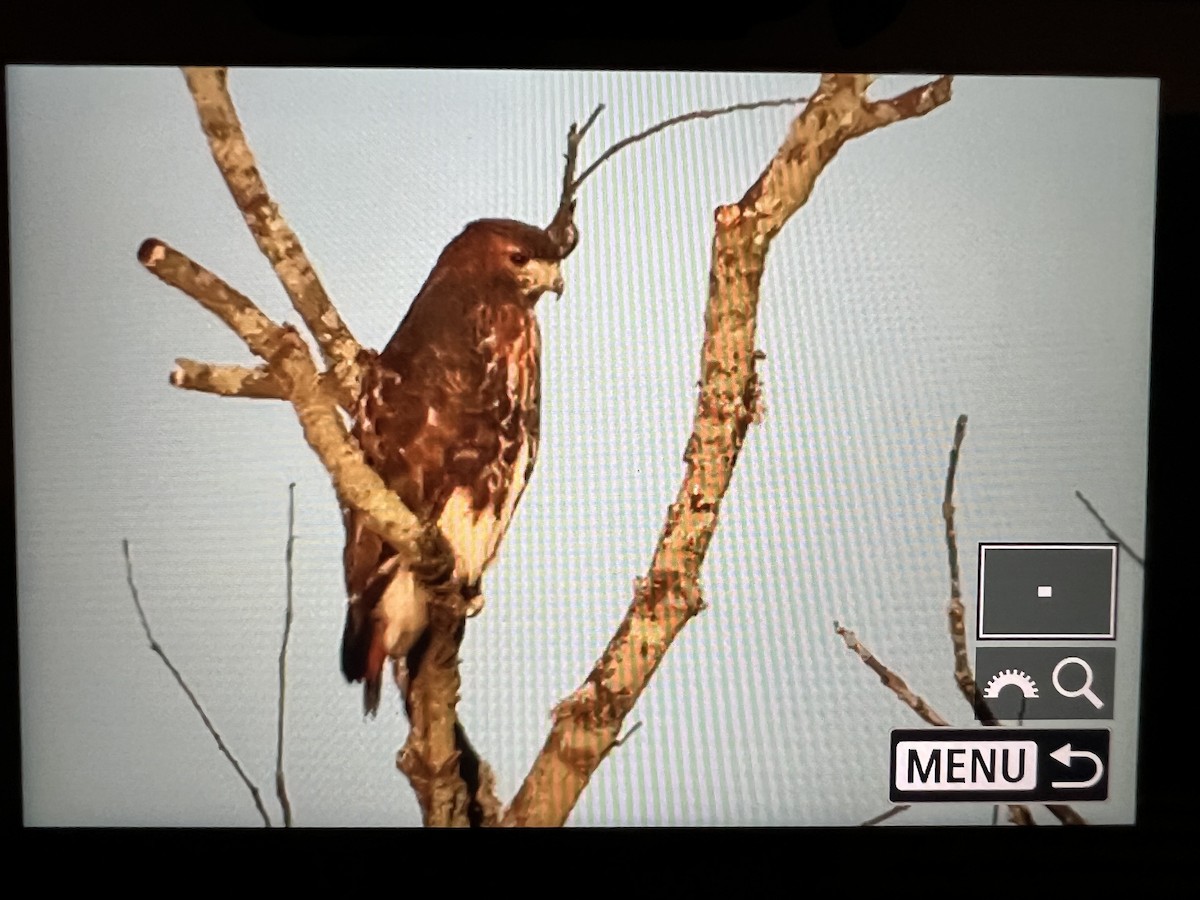 アカオノスリ（abieticola） - ML643621366