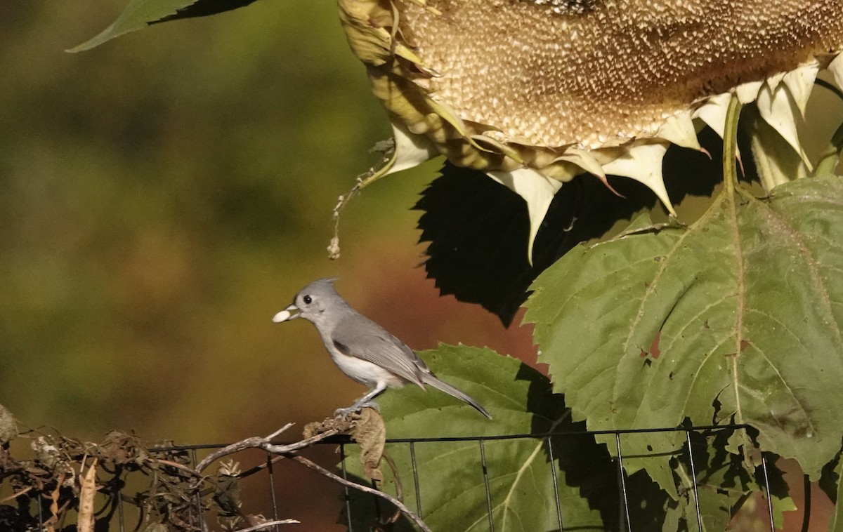 Tufted Titmouse - ML643621369