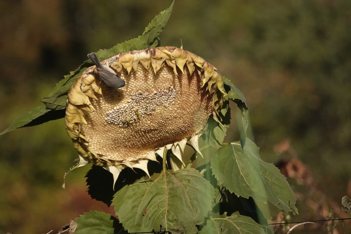 Tufted Titmouse - ML643621370