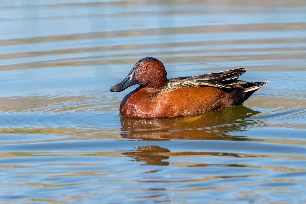 Cinnamon Teal - ML643621393