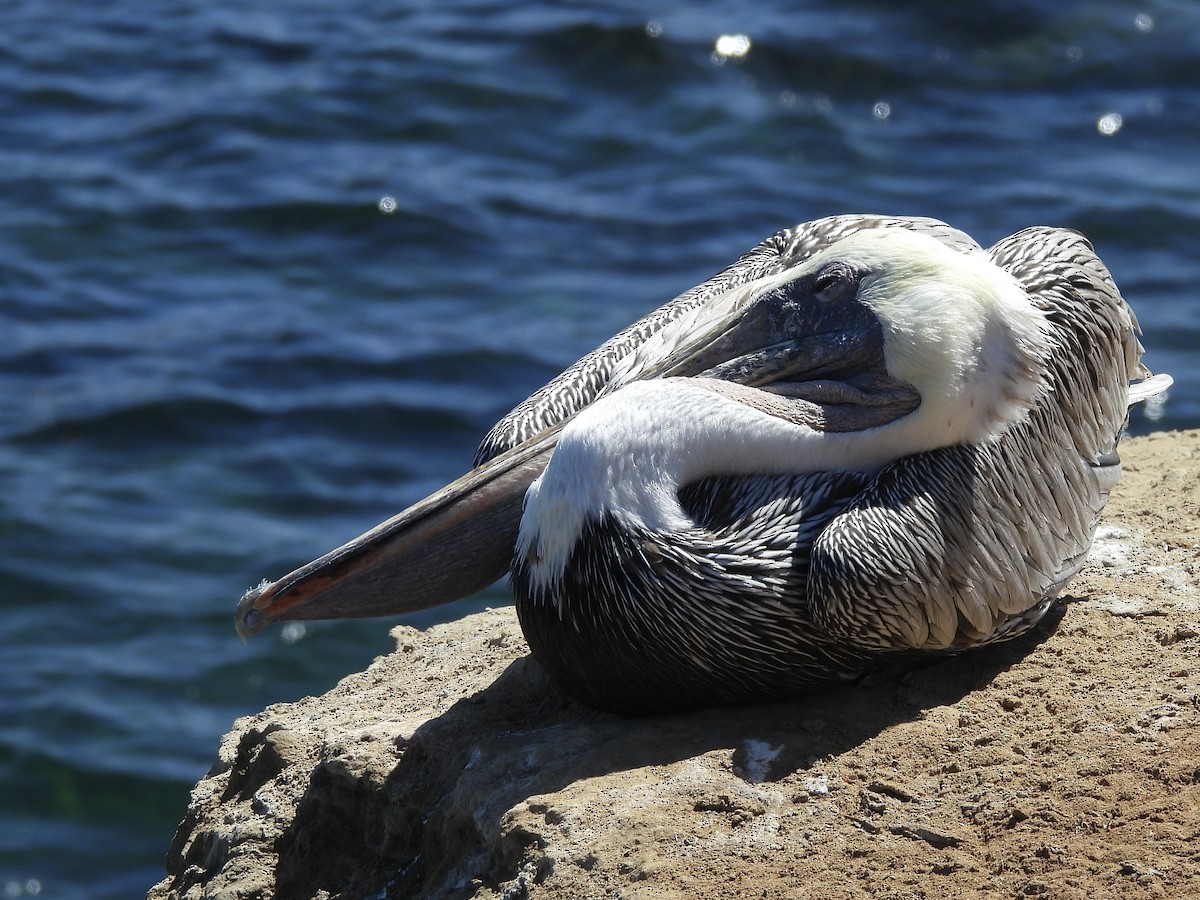 Brown Pelican - ML643621397