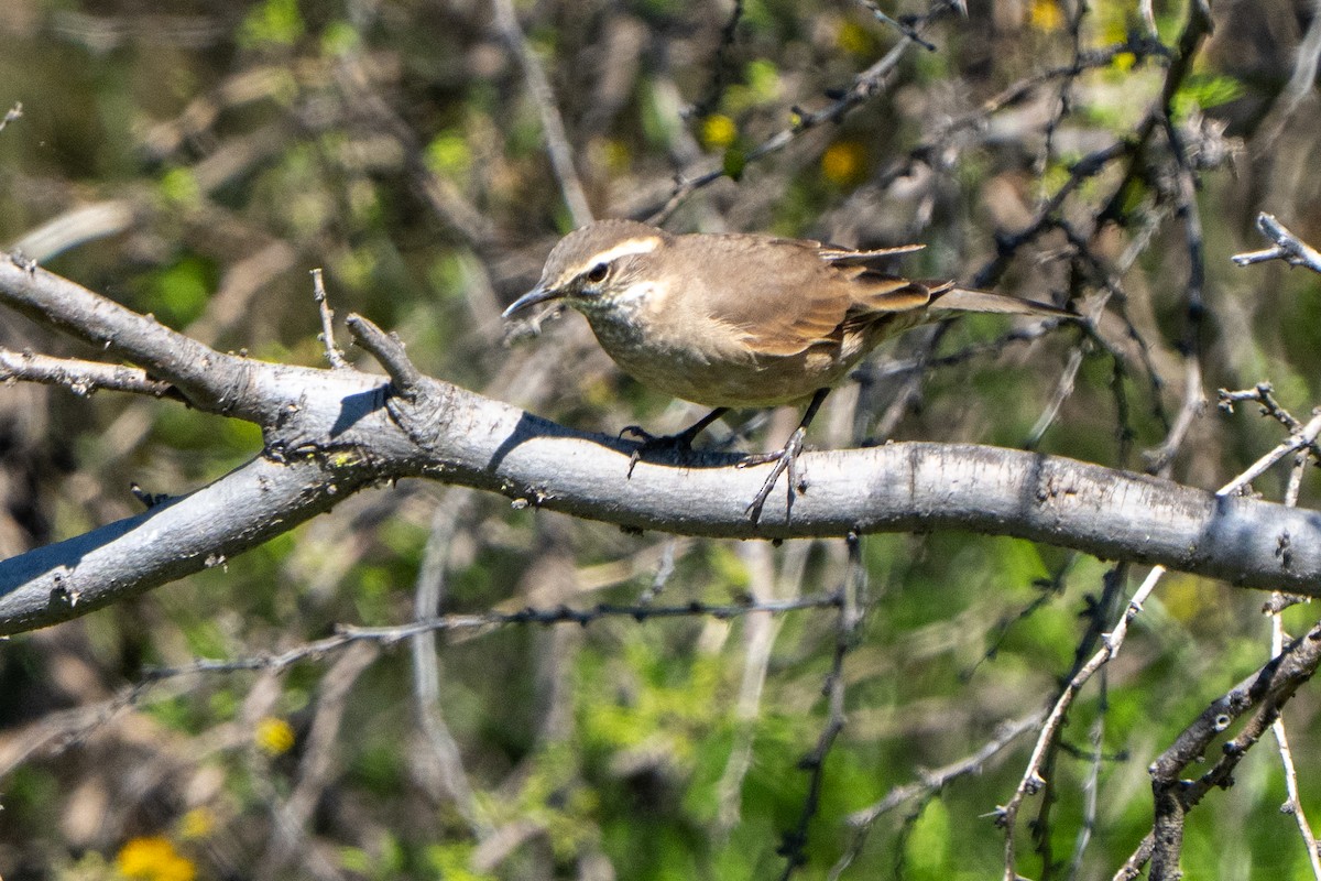 Buff-winged Cinclodes - ML643621428