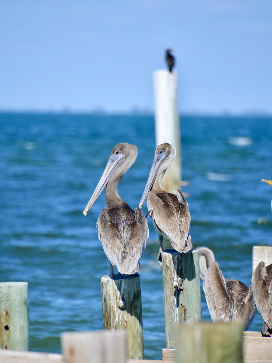 Brown Pelican (Atlantic) - ML643621433