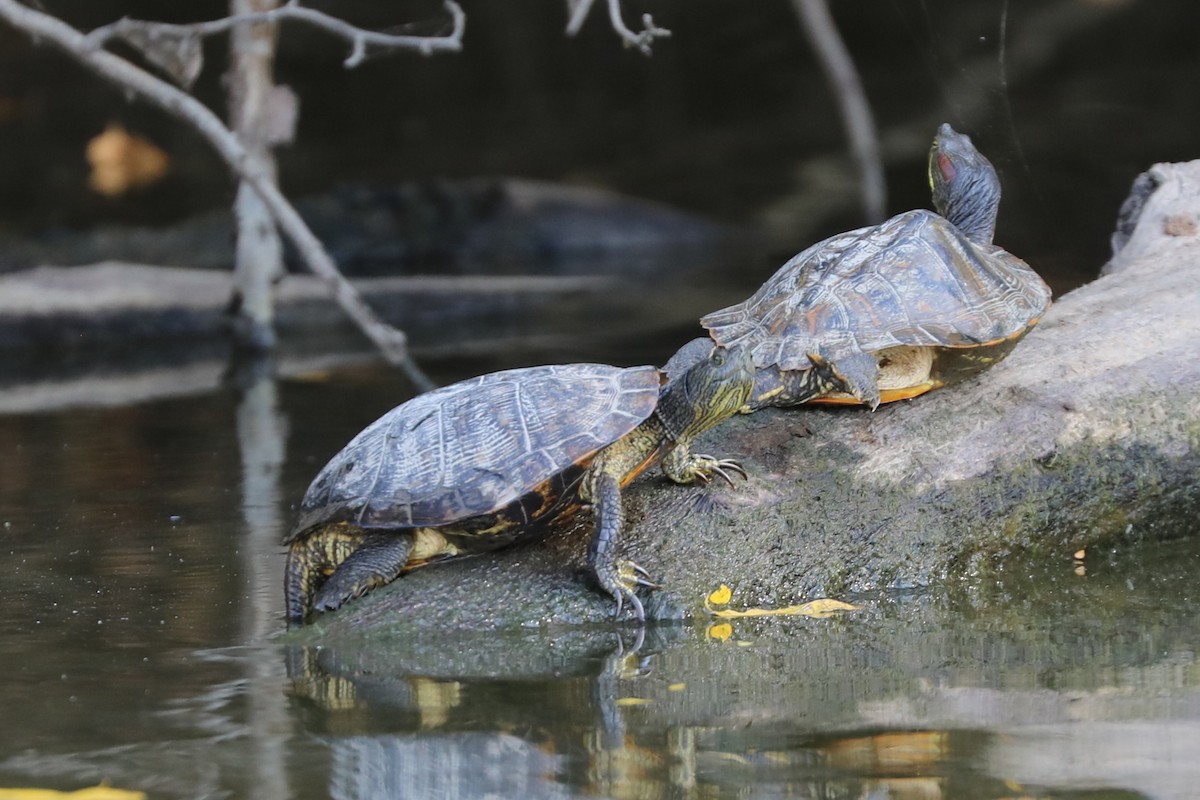 Midland Painted Turtle - ML643621451