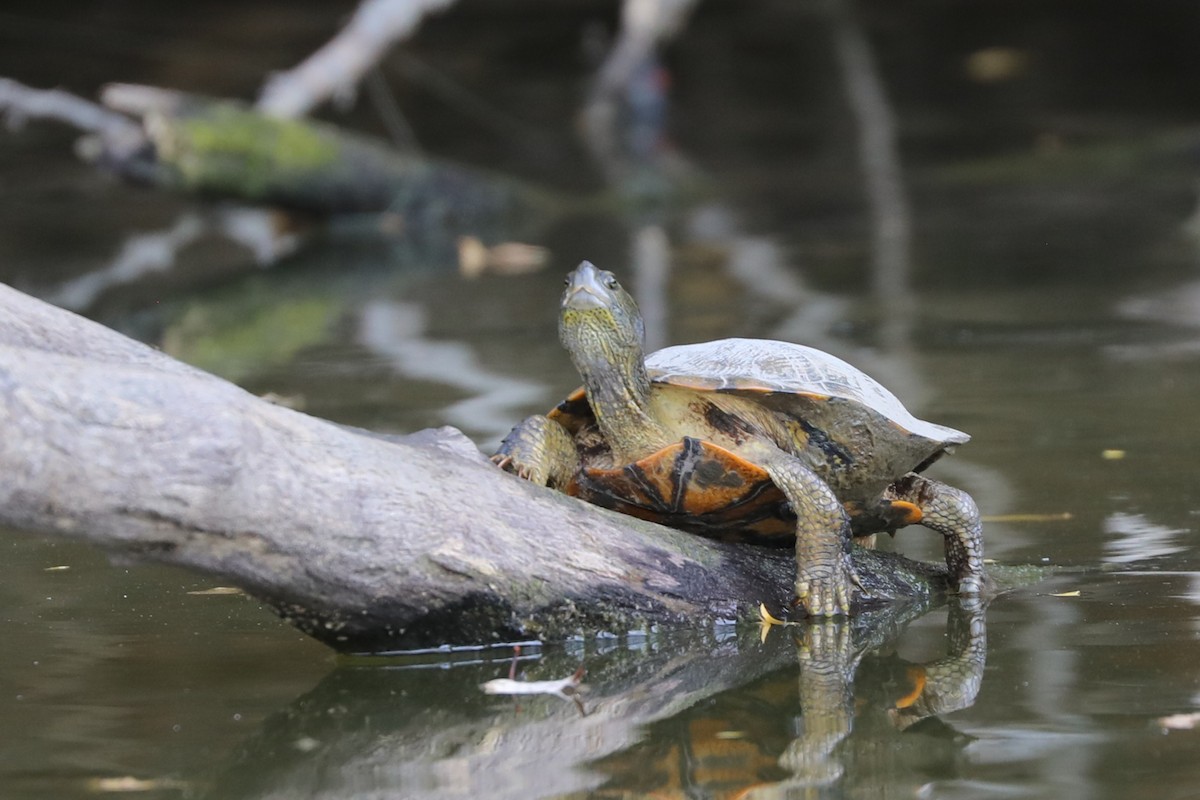 Midland Painted Turtle - ML643621452