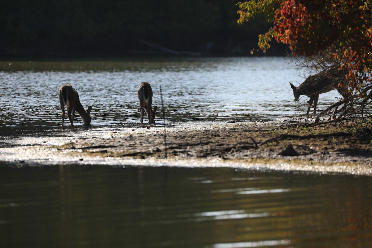 White-tailed Deer - ML643621453