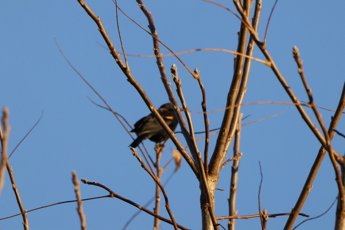 Red-winged Blackbird - ML643621457