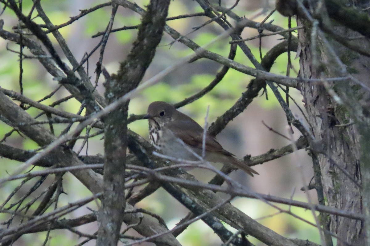 Hermit Thrush - ML643621462