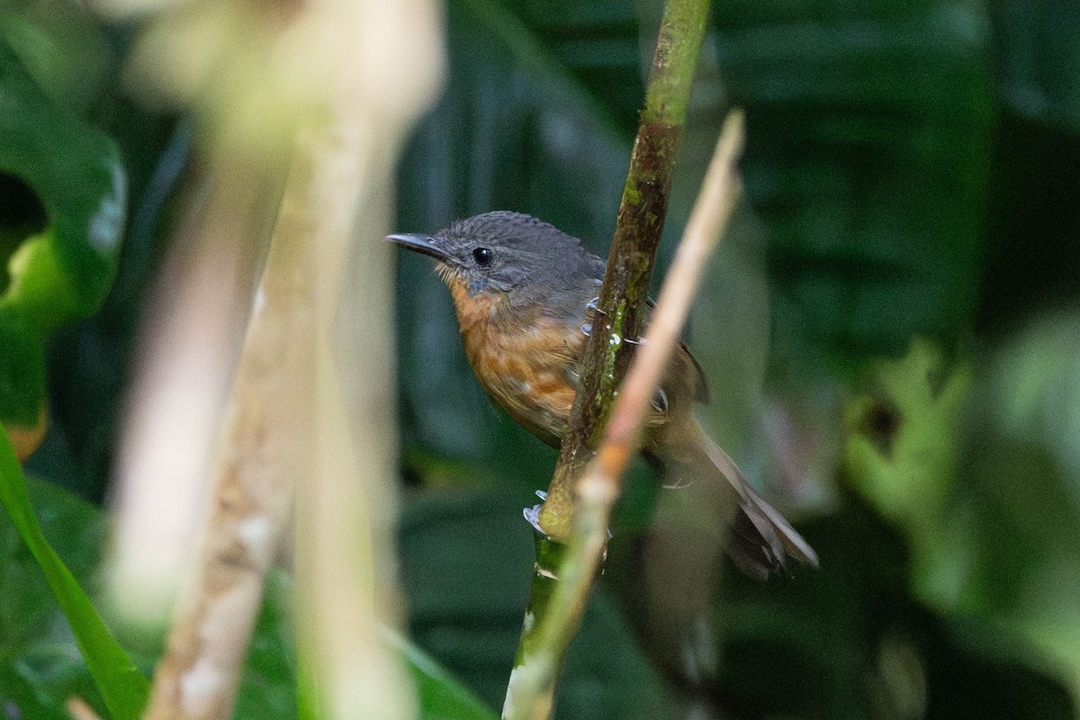 Parker's Antbird - ML643621474