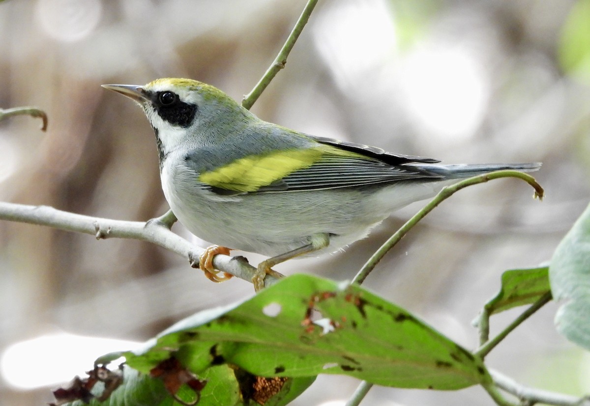 gullvingeparula - ML643621476